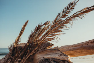 a close up of a plant on a beach