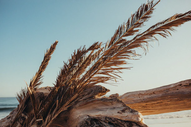 a close up of a plant on a beach