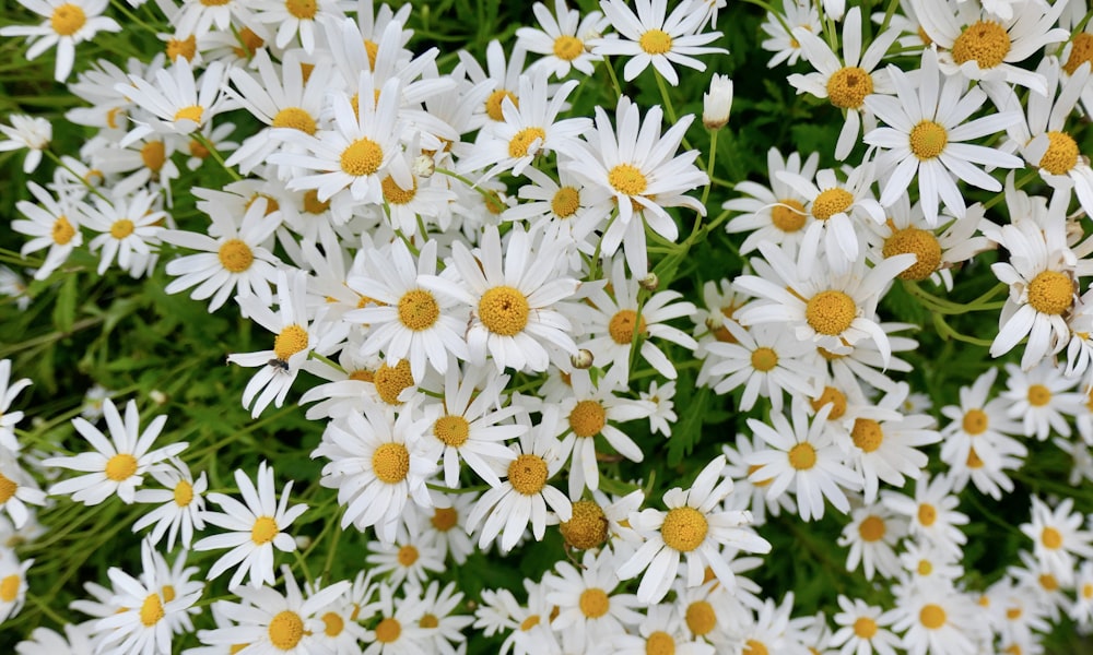 a bunch of white flowers with yellow centers