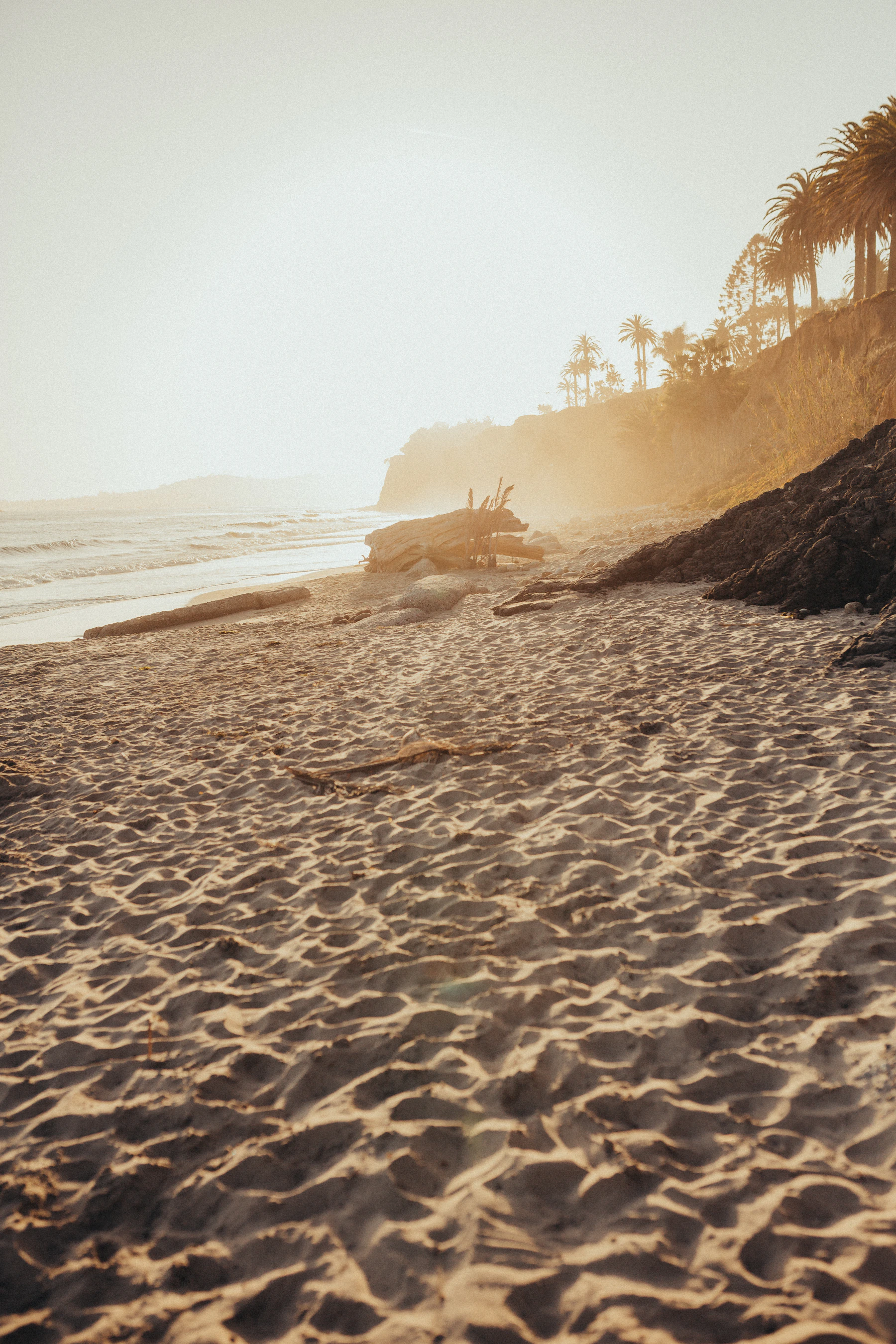Golden light over a Santa Barbara beach, with palms along the coastal bluff