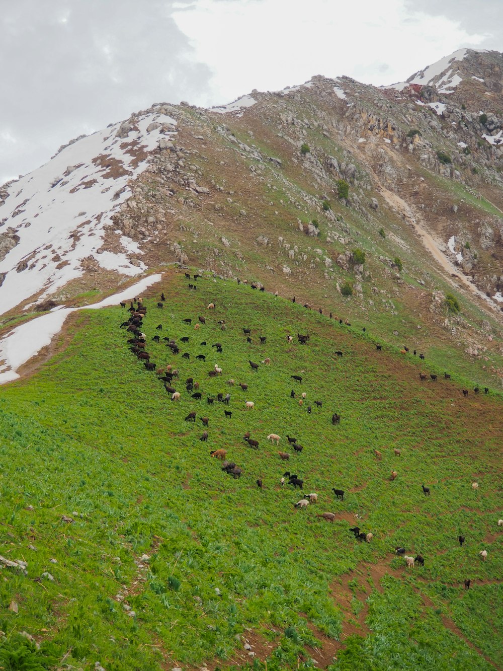 a herd of cattle grazing on a lush green hillside