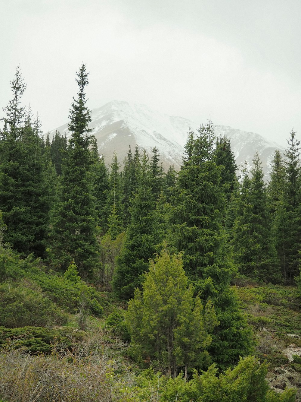 Un bosque con una montaña al fondo