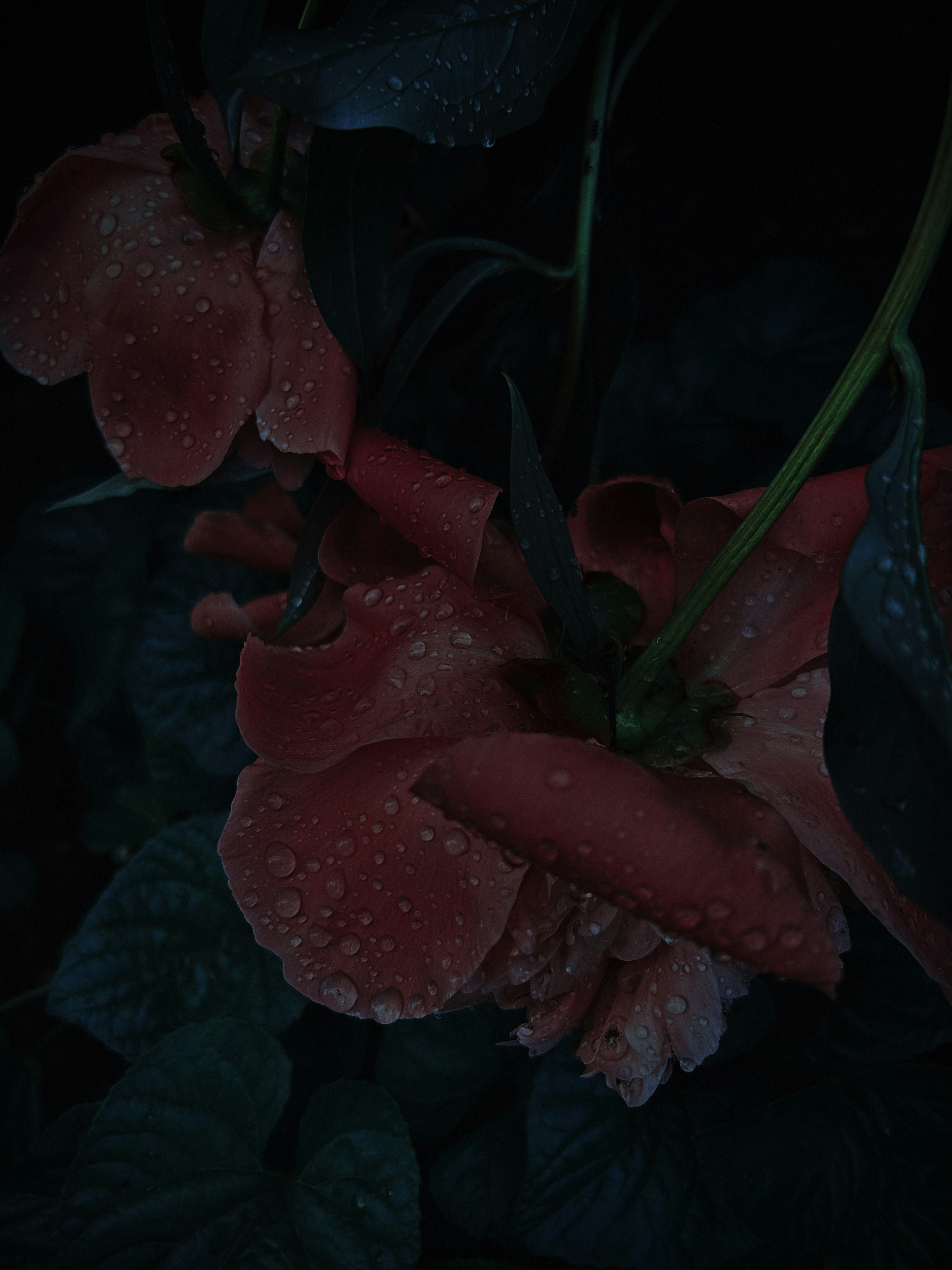 Photo by annhwa