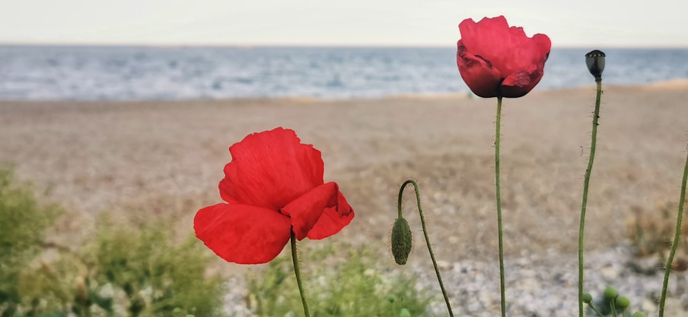 a couple of red [UNK] sitting on top of a [UNK] beach