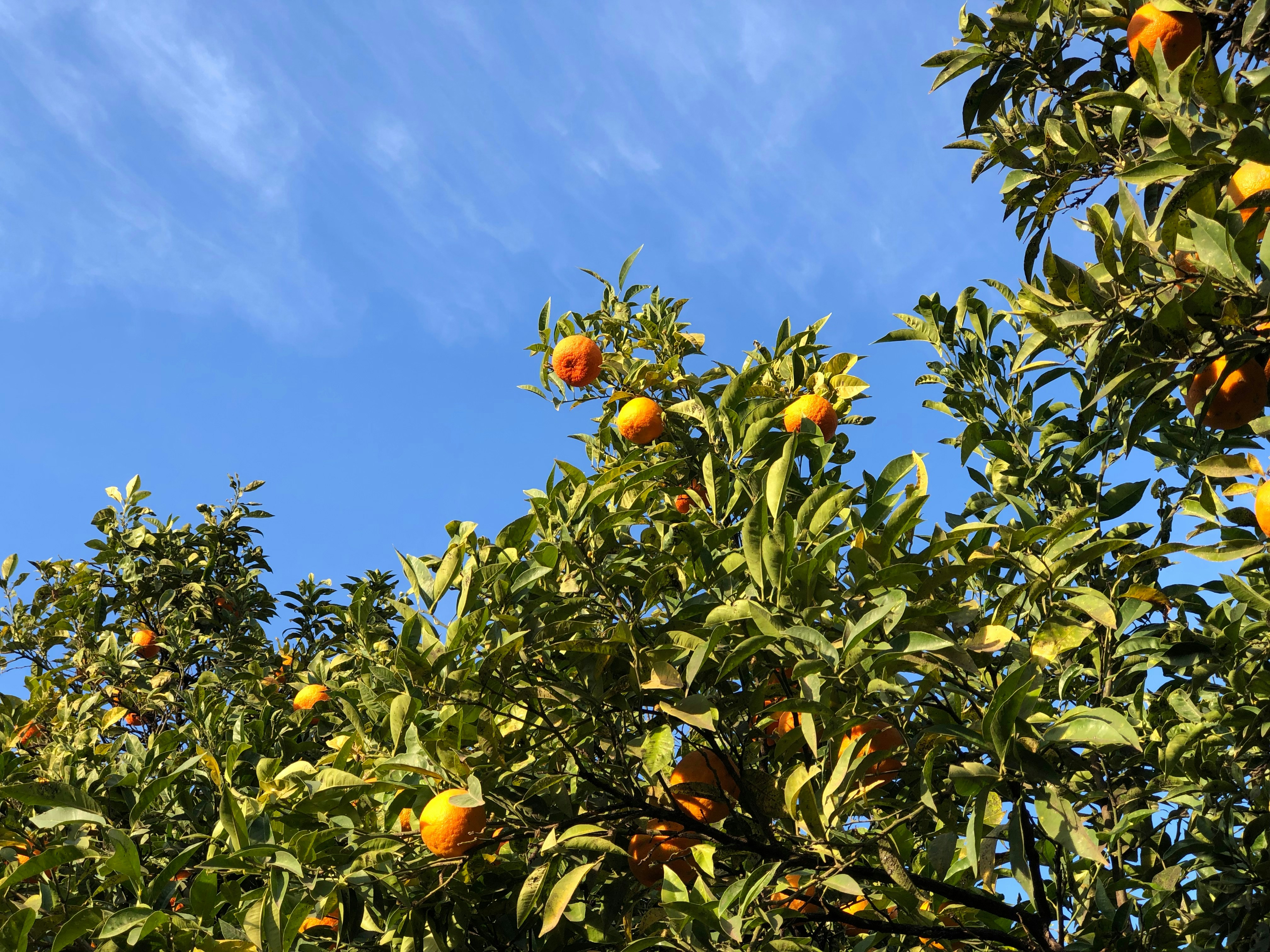 Photo by maksym_harbar