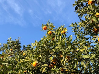 A vibrant durian orchard under clear blue sky showcasing healthy durian trees laden with fruit.