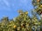 A lush durian orchard with ripe fruits hanging from the trees under a clear blue sky.