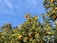 A lush durian orchard with ripe fruits hanging from the trees under a clear blue sky.
