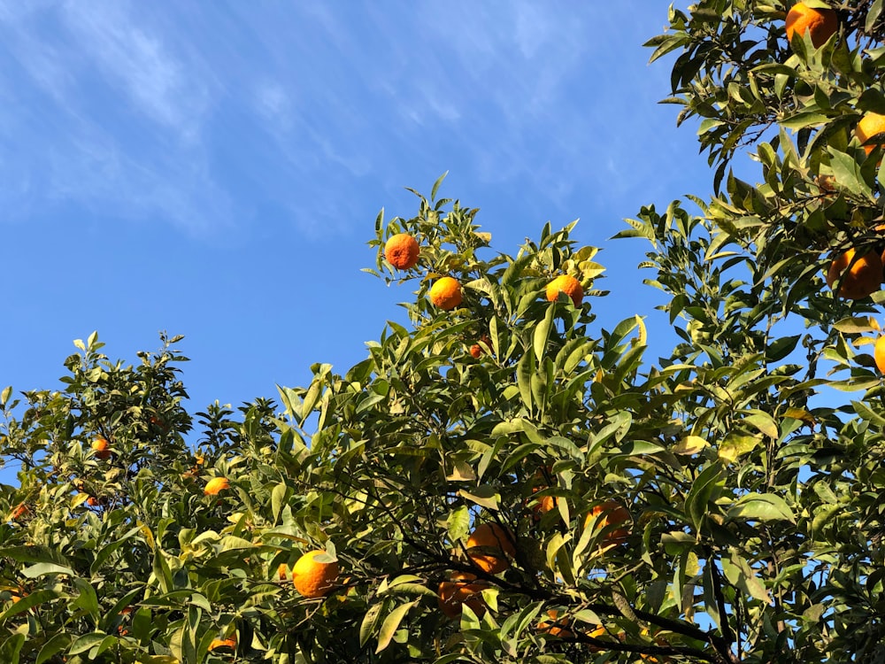 a tree filled with lots of oranges under a blue sky