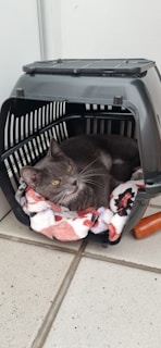 A gray cat with yellow eyes is lying inside a black pet carrier, which contains a colorful blanket with red, white, and black patterns. The cat appears calm and relaxed. The carrier is placed on a tiled floor and there is a small wooden object nearby.