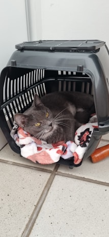 A gray cat with yellow eyes is lying inside a black pet carrier, which contains a colorful blanket with red, white, and black patterns. The cat appears calm and relaxed. The carrier is placed on a tiled floor and there is a small wooden object nearby.