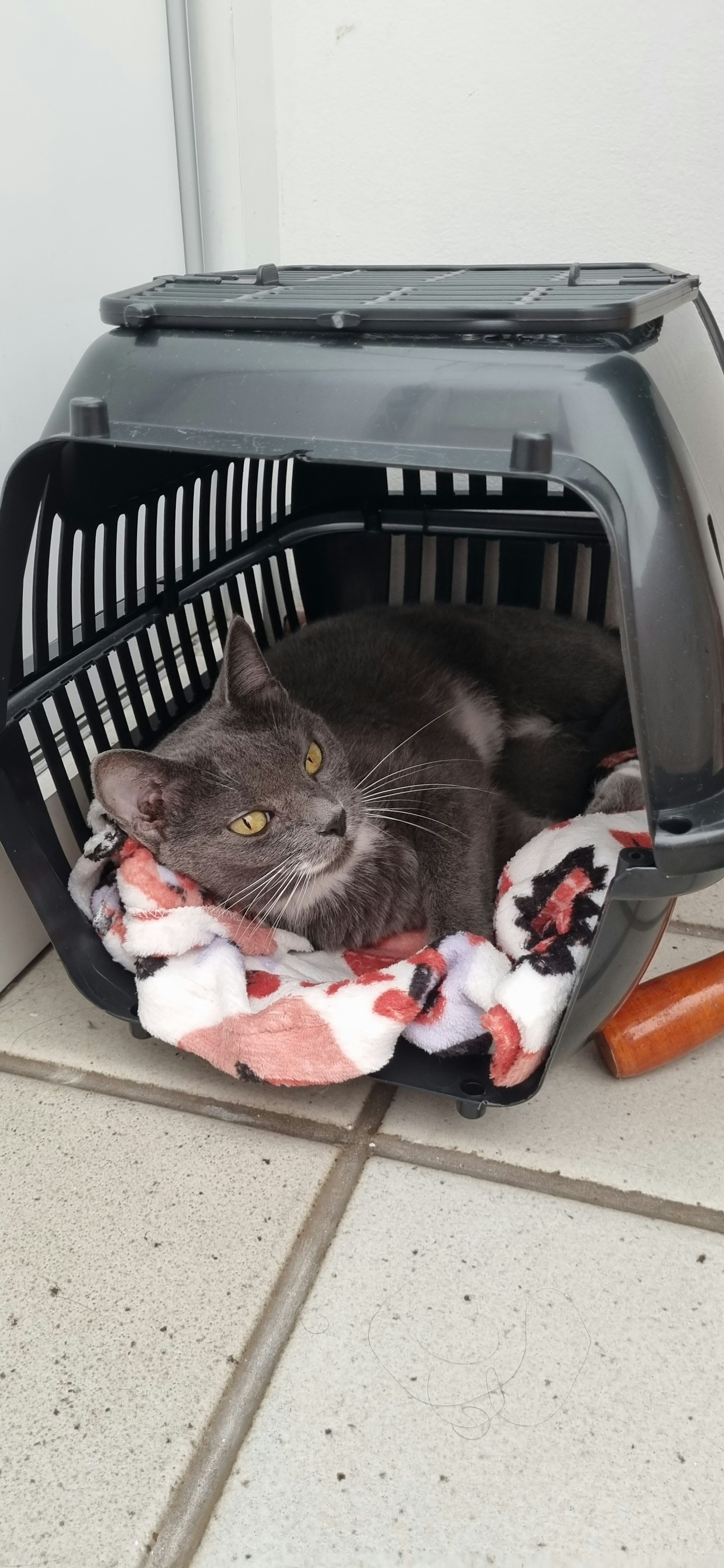 A cozy pet carrier with a calm cat resting inside, placed securely in the backseat of a PetTransit van.