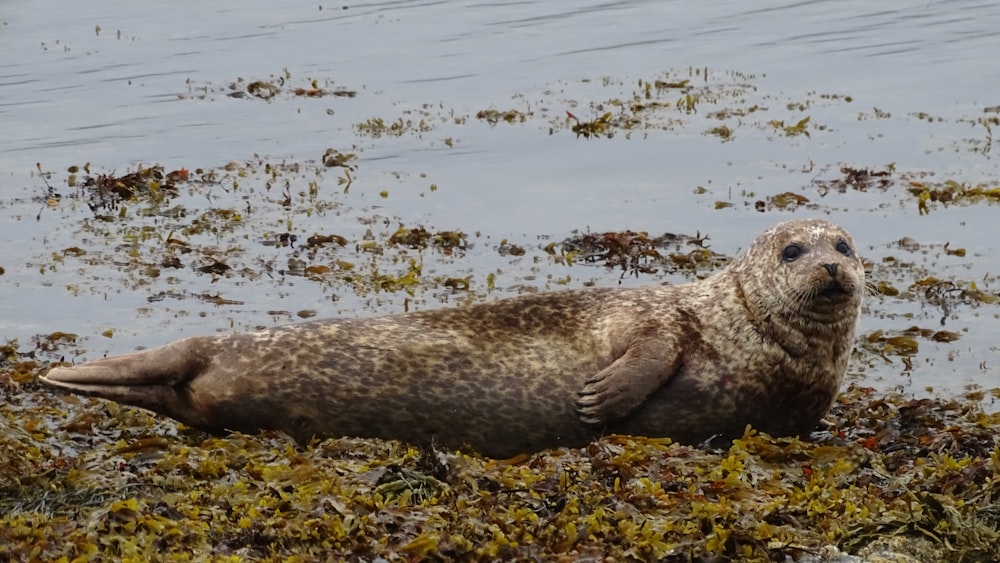 a gray seal laying on top of seaweed next to a body of water