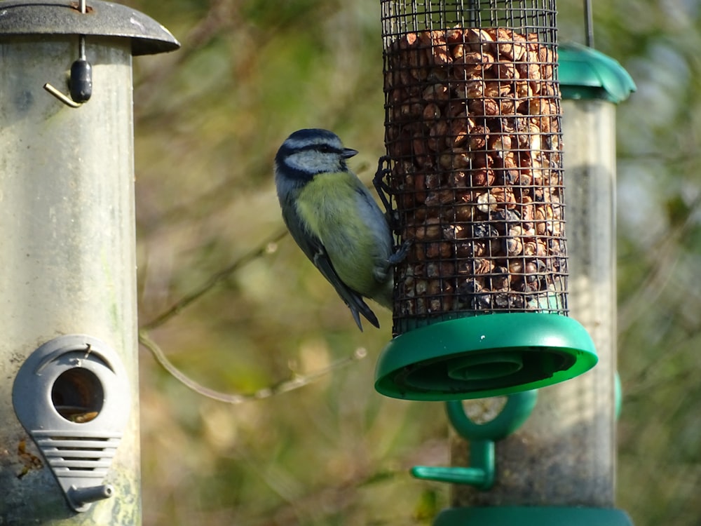 a bird is perched on a bird feeder