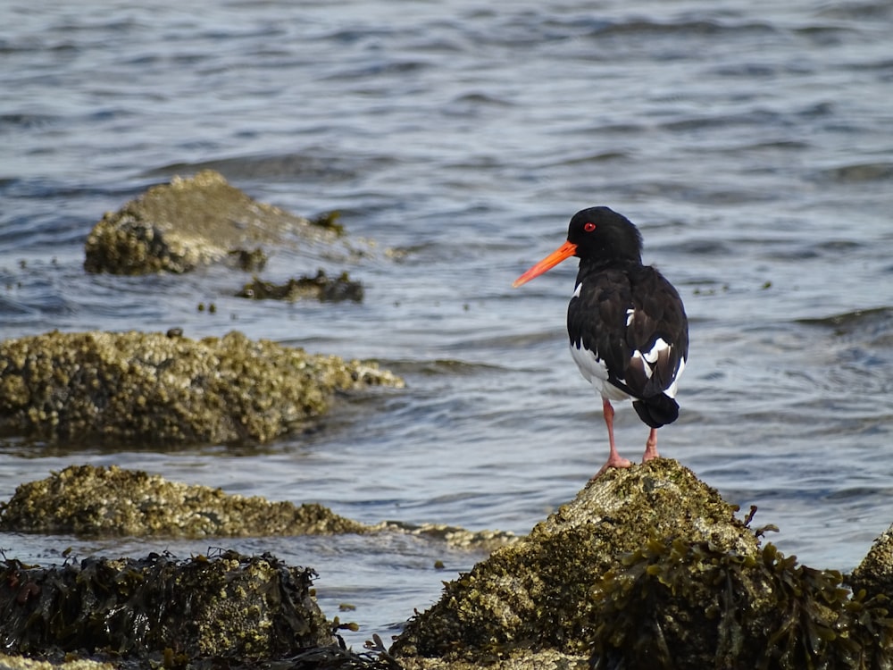 a black and white bird standing on a rock in the water