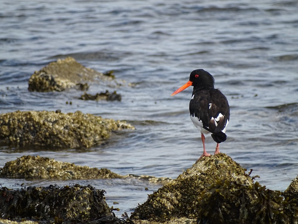 Un oiseau noir et blanc debout sur un rocher dans l’eau