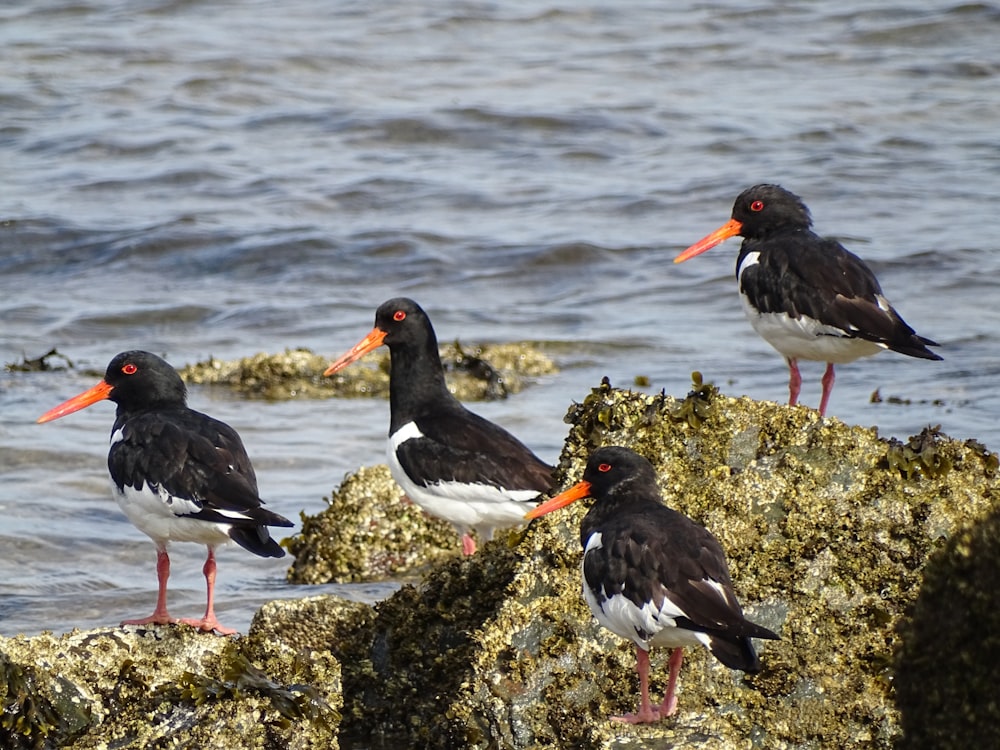 a group of [UNK] standing on top of a [UNK] beach