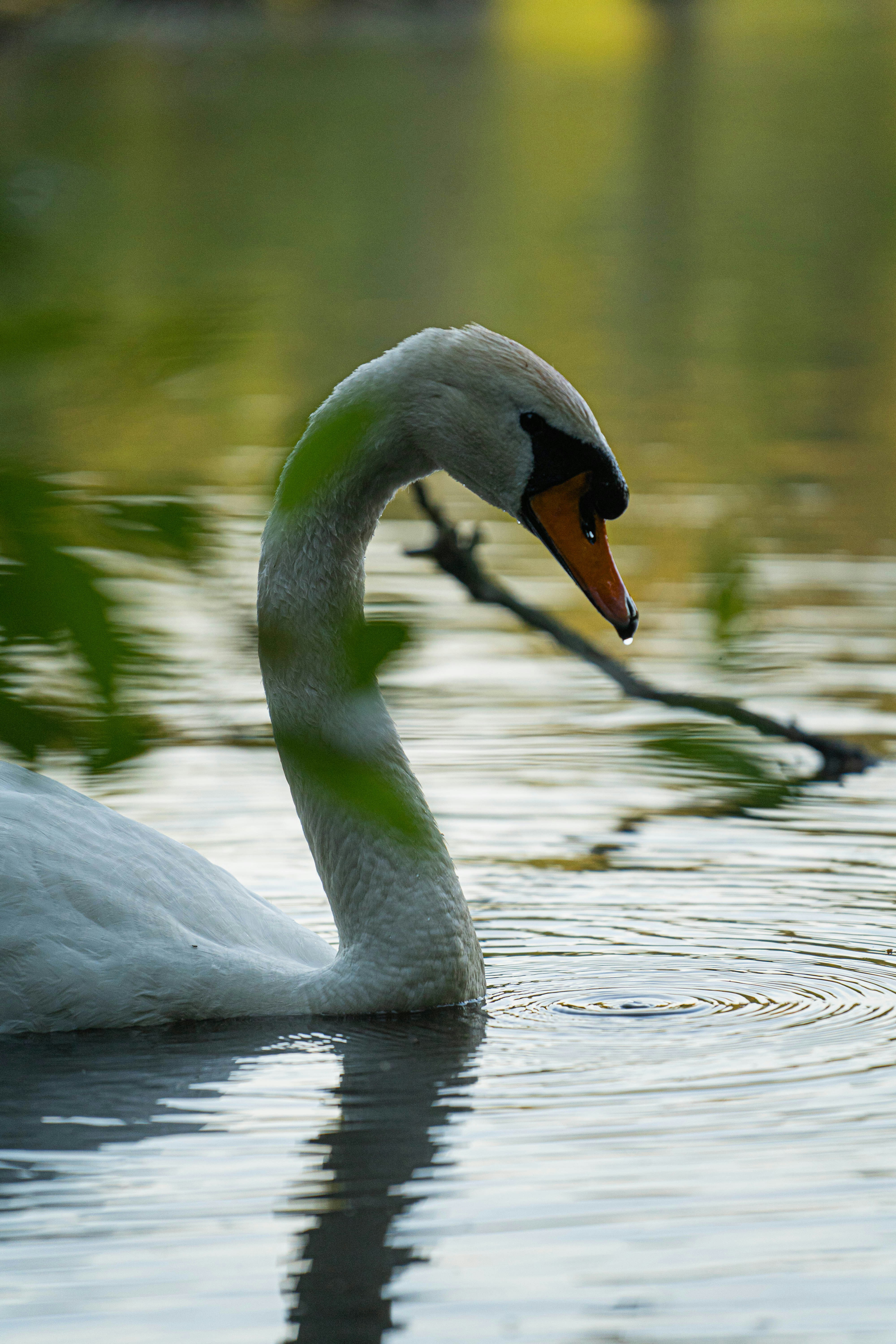 Photo by konstantin_rmy