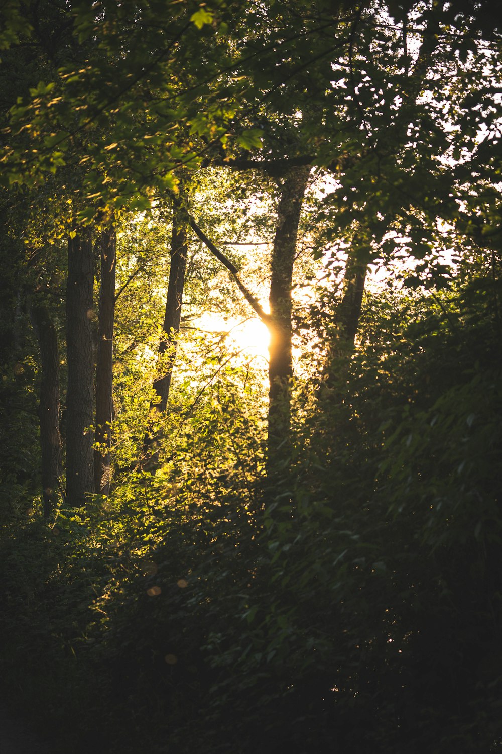 the sun is shining through the trees in the forest