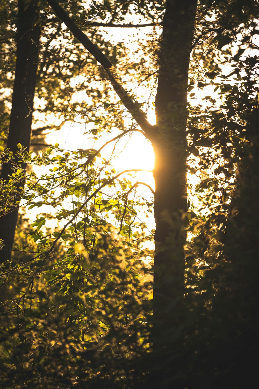 the sun is shining through the trees in the forest