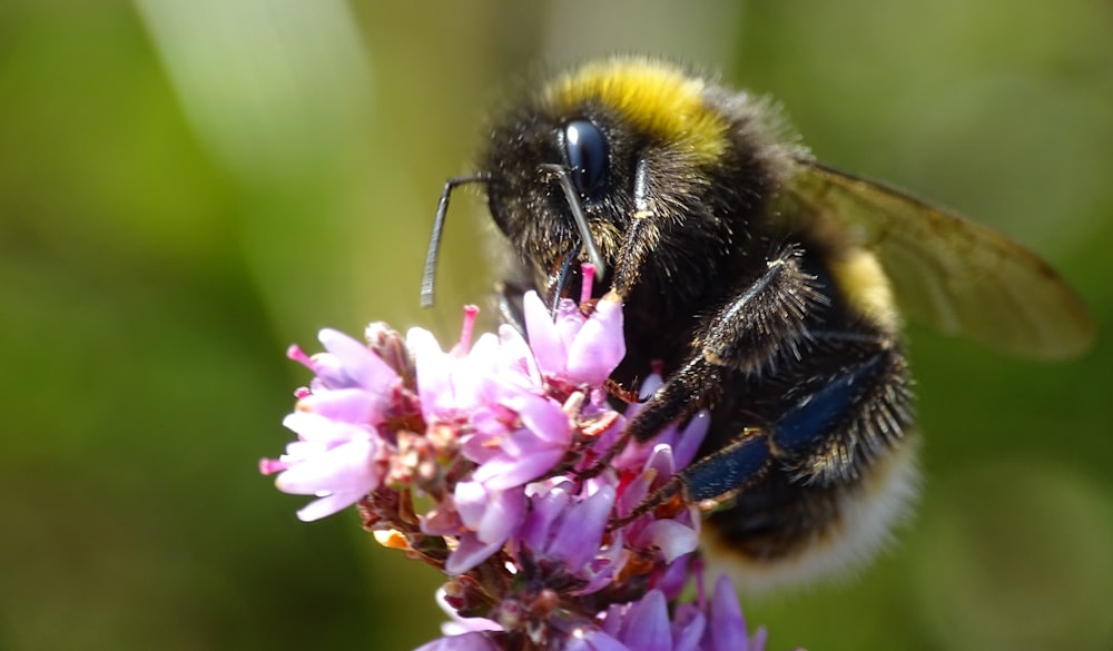 a close up of a bee on a flower