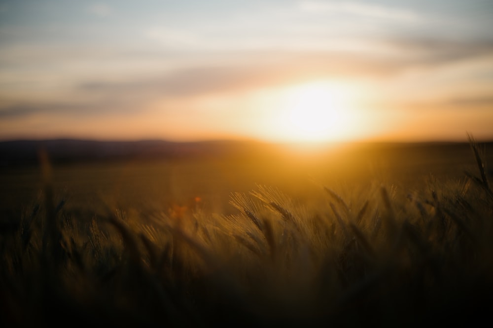 the sun is setting over a field of tall grass