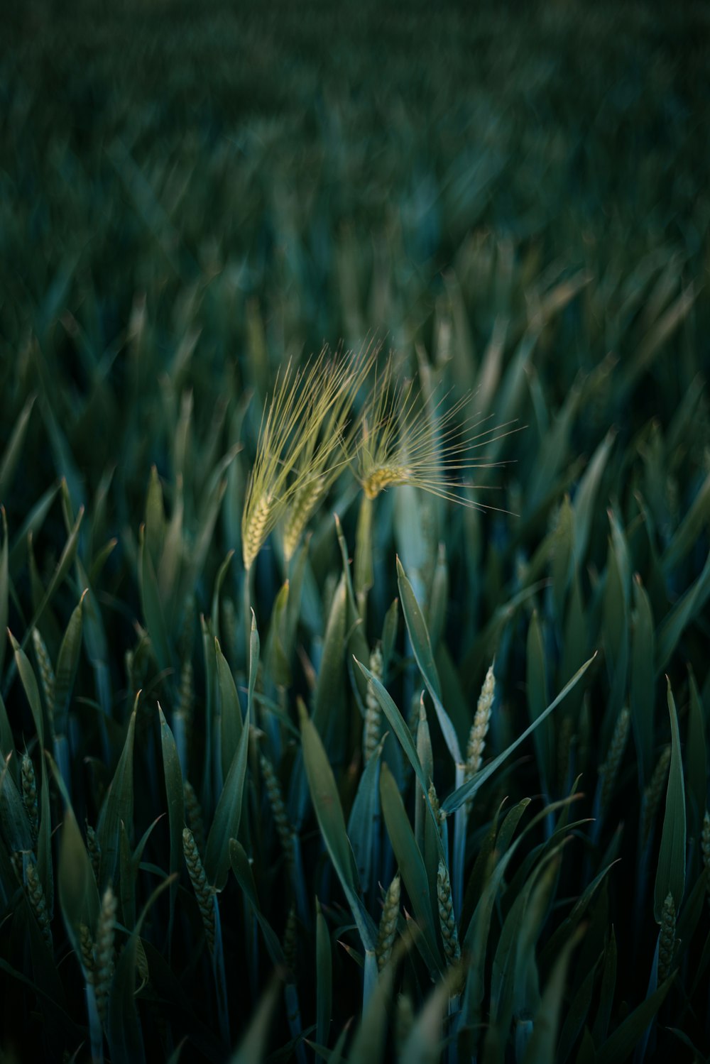 um close up de um campo de grama verde