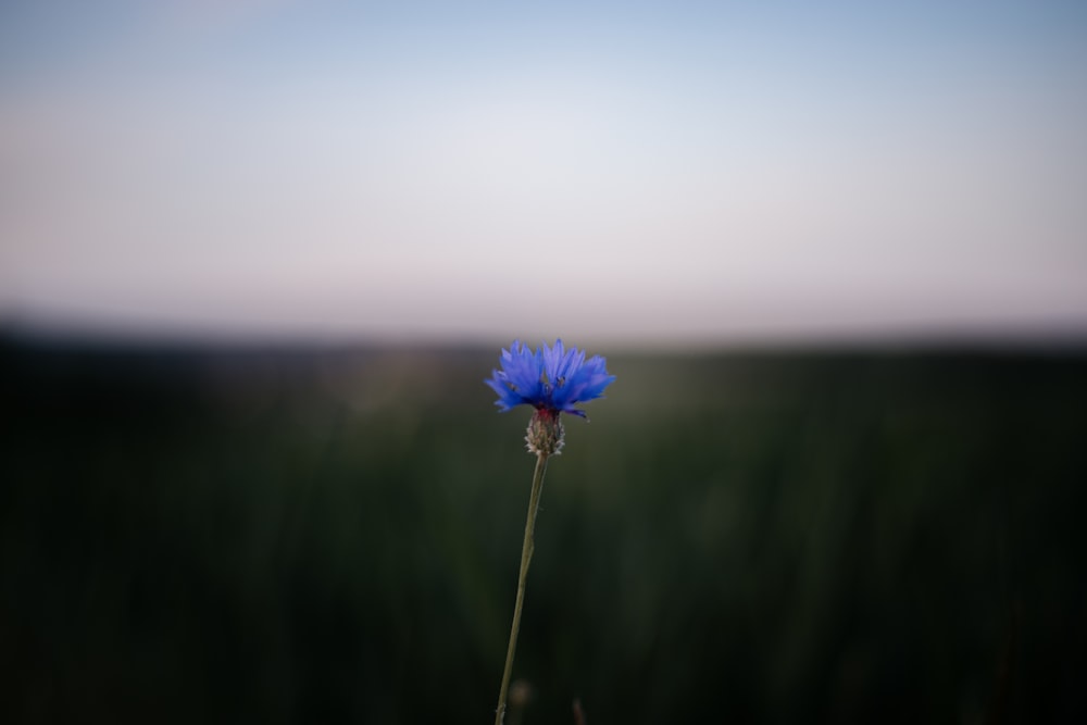a single blue flower in a grassy field