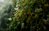 Close-up of chamomile flowers drying in sunlight for herbal tea