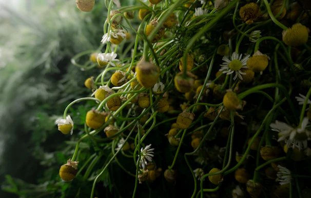 Close-up of dried chamomile flowers ready for brewing in a rustic wooden bowl