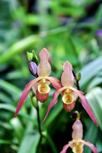 a close up of a pink and yellow flower