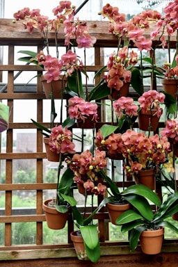 Pakabintos orchidėjos ant palangės