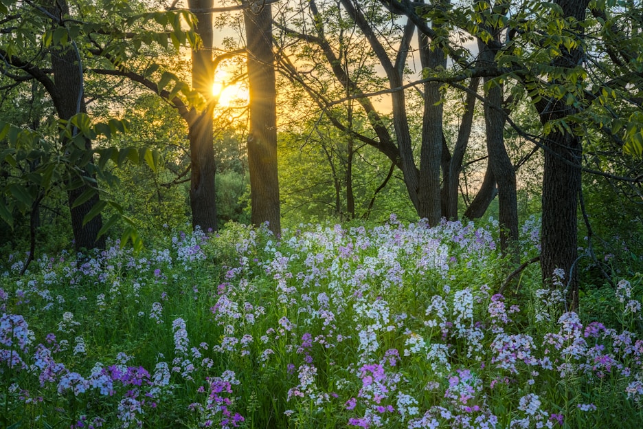 A serene forest scene with sunlight filtering through the trees, showcasing lush greenery and vibrant wildflowers.
