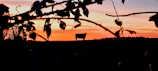 Sunset silhouette of cows against a vibrant sky.