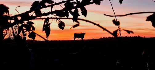 Sunset silhouette of cows against a vibrant sky.