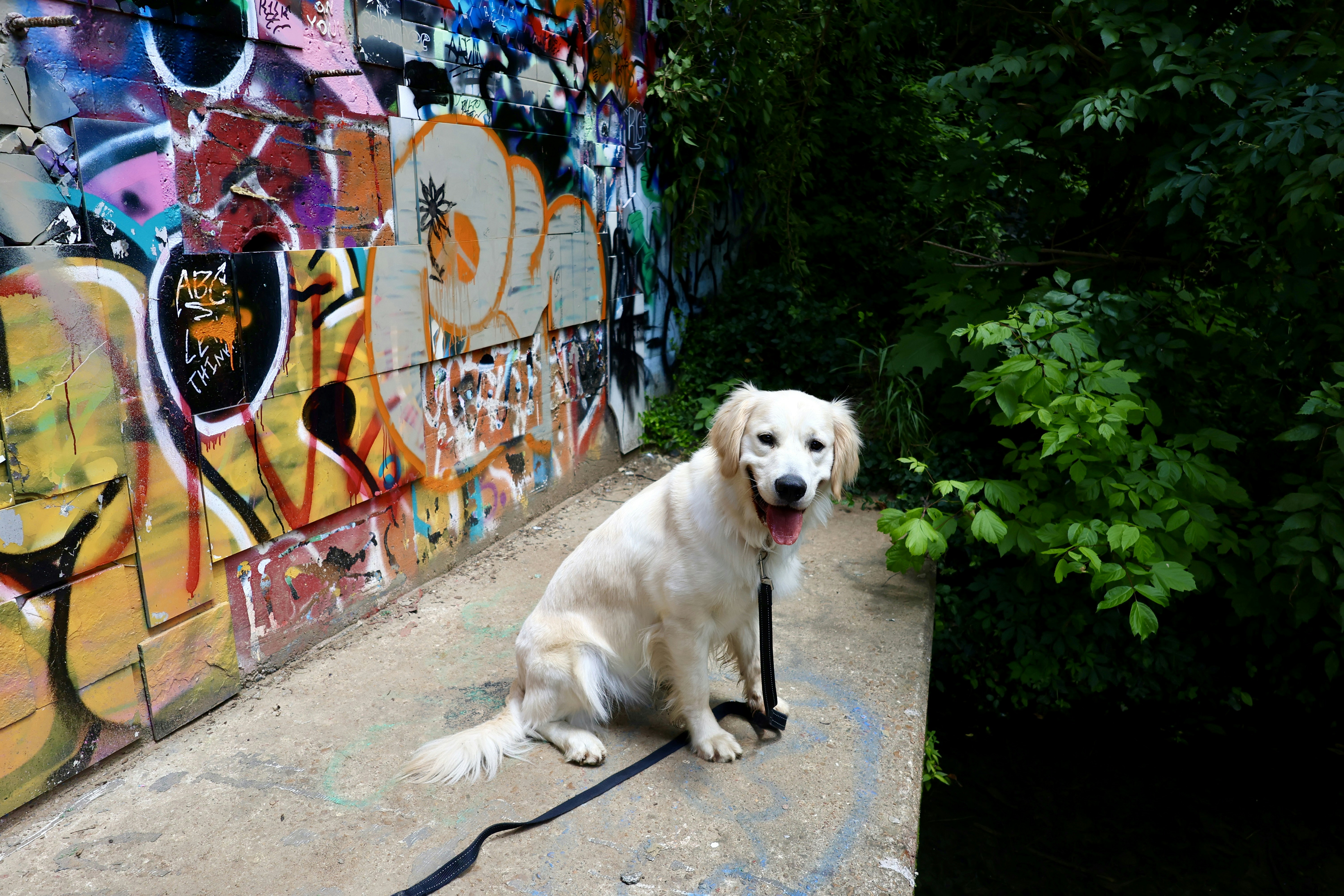 Um cachorro branco sentado em frente a um muro coberto de pichações foto –  Imagem grátis sobre Cão na Unsplash, image size:3000x2000