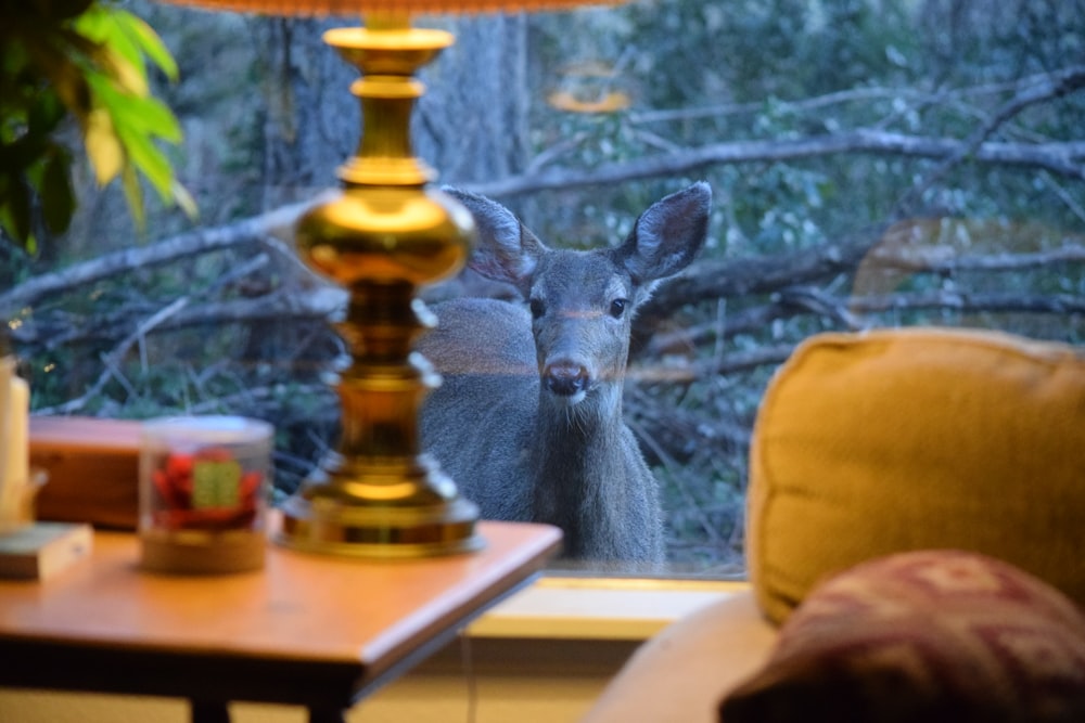 a [UNK] looking out a window at the [UNK]