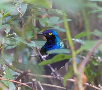 a blue [UNK] sitting on top of a tree branch