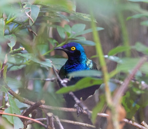 a blue [UNK] sitting on top of a tree branch