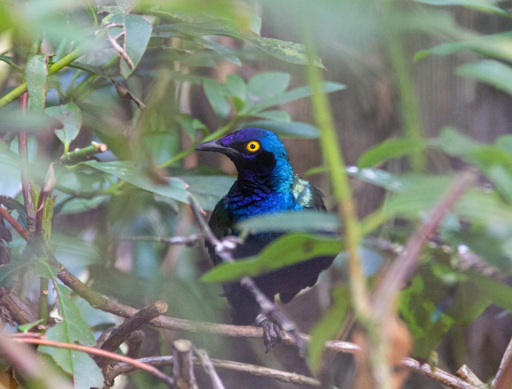 a blue [UNK] sitting on top of a tree branch