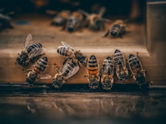 a group of [UNK] sitting on top of a piece of wood