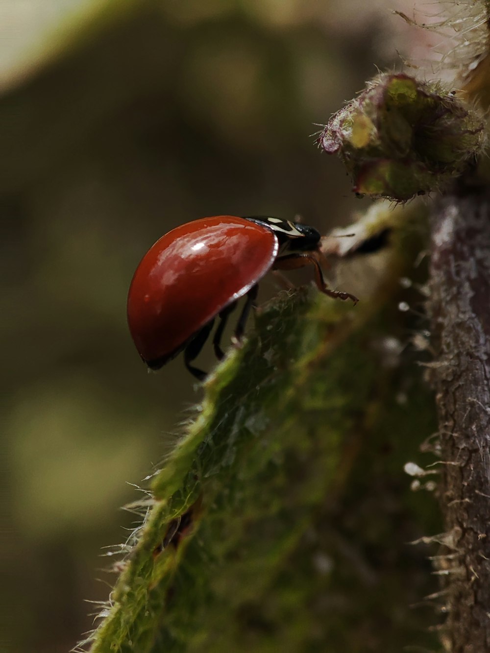 a close up of a red and black bug on a leaf