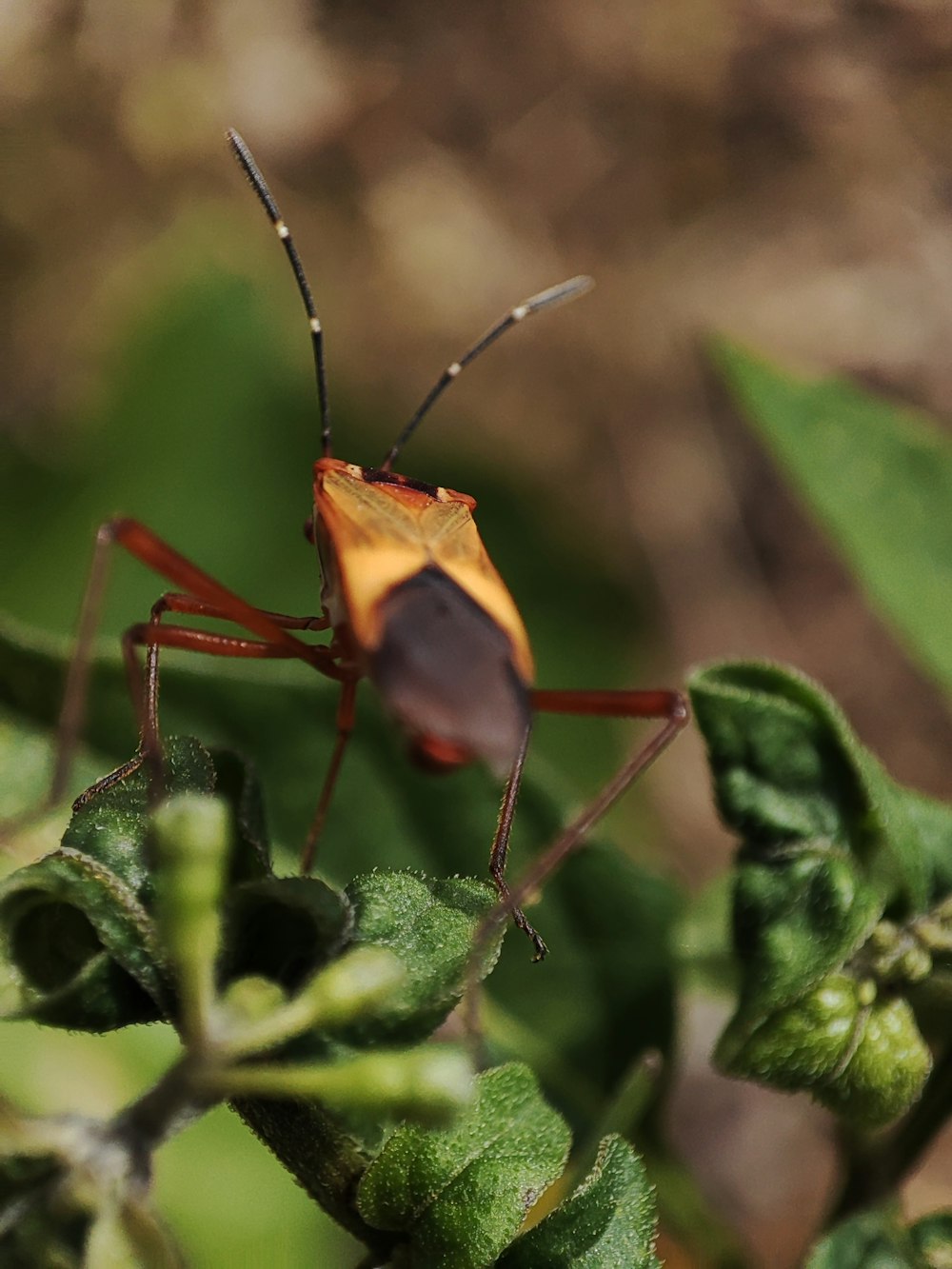 a close up of a bug on a plant