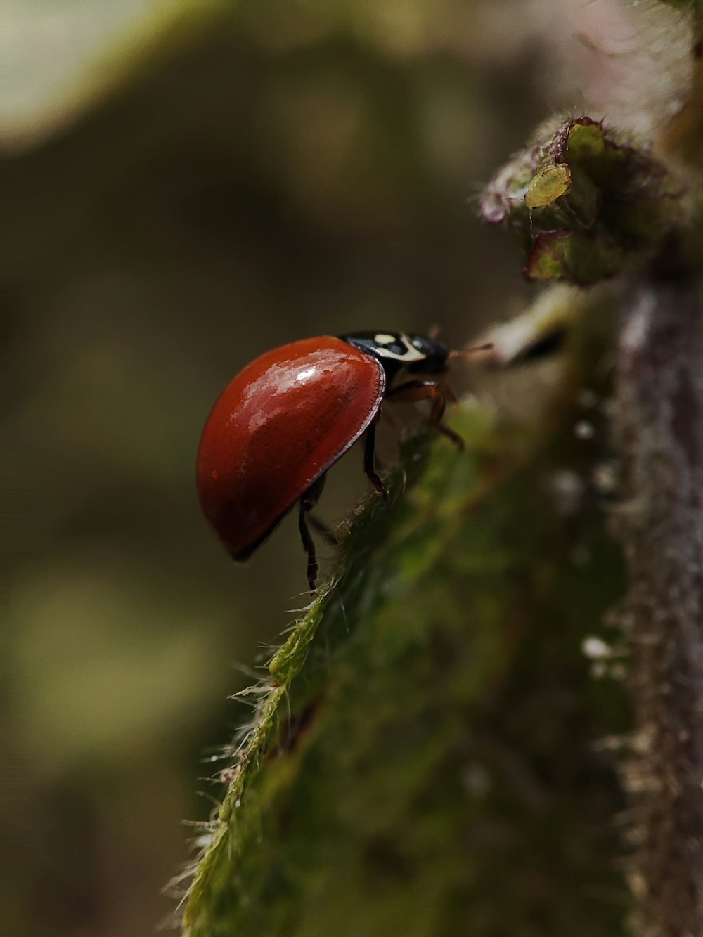 a close up of a red bug on a leaf
