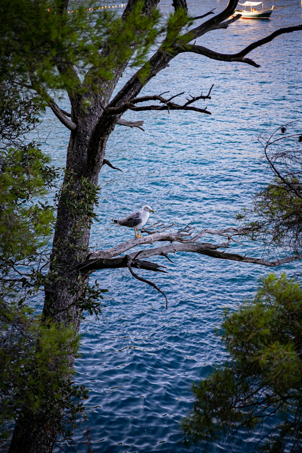 a seagull sitting on a tree branch near the water