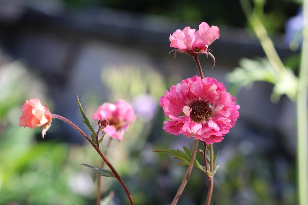 a close up of some [UNK] [UNK] in a garden