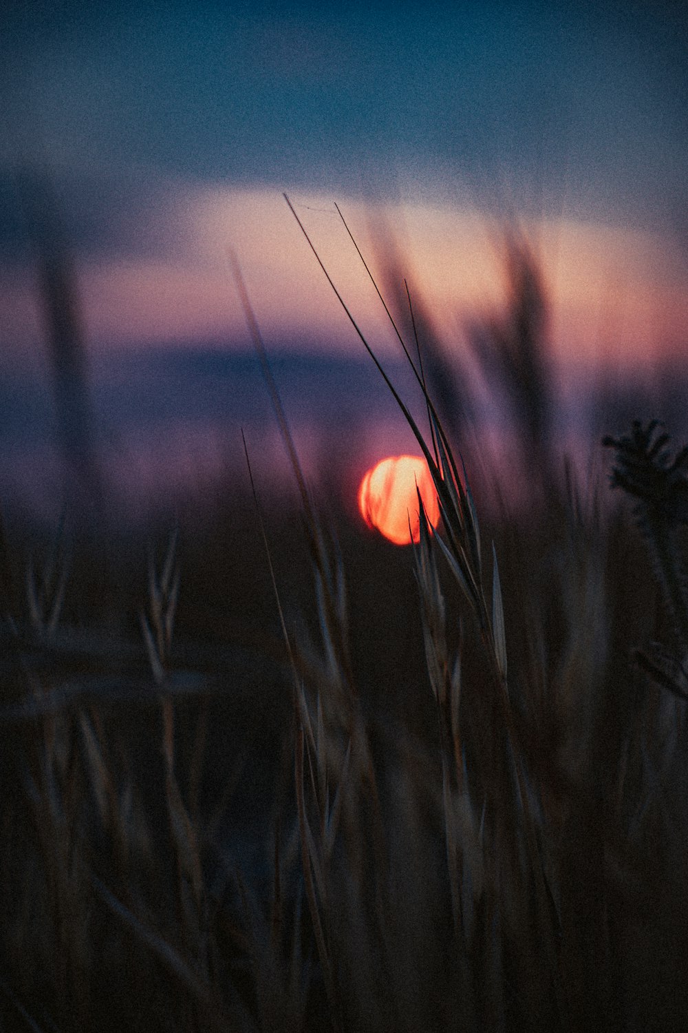 the sun is setting over a field of tall grass