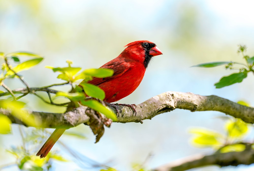 un uccello rosso seduto su un ramo di un albero