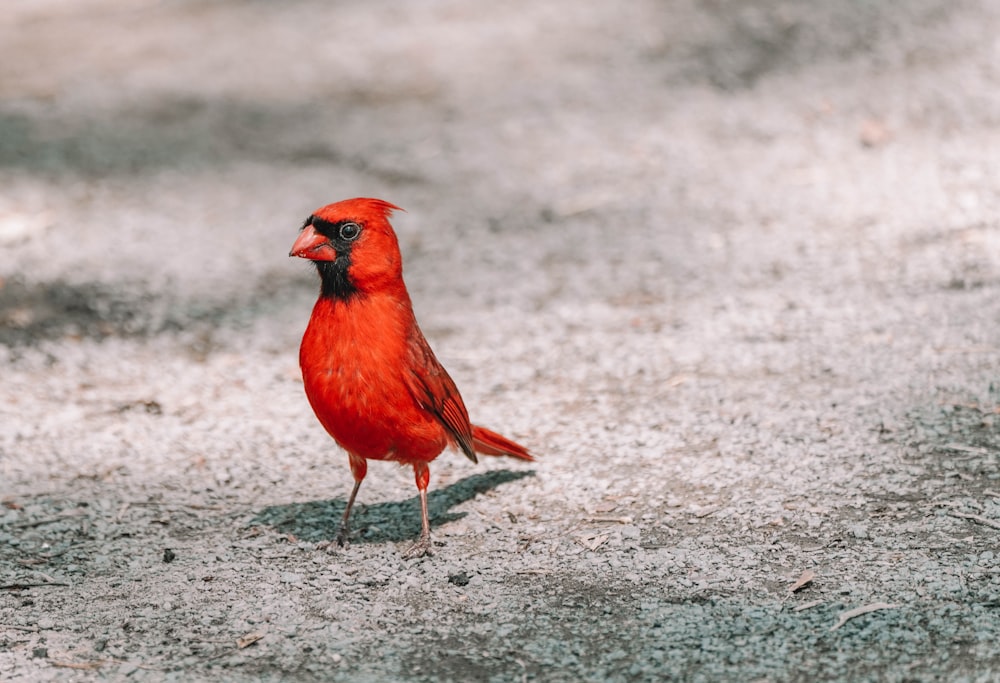 a small red bird standing on the ground