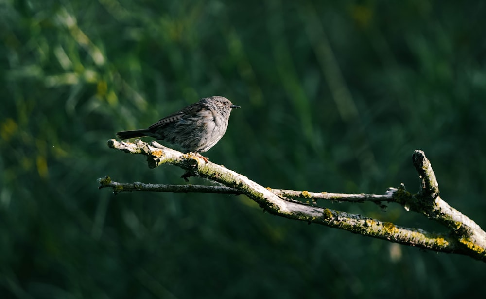 a small bird perched on a tree branch